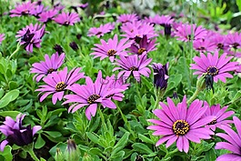 非洲雏菊,osteospermum,花园