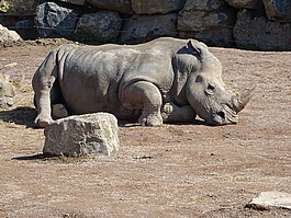 犀牛,動(dòng)物園,非洲