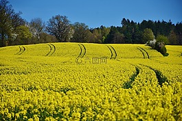 油菜,景觀,草地