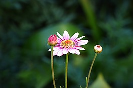 花,花瓣,植物