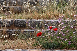罂粟 rhoeas,花卉,红色