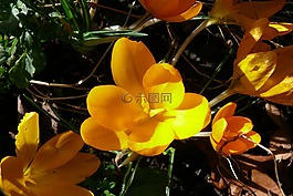 番紅花,黃色,春