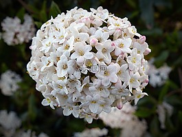 花,雪球,开花