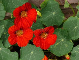 金蓮花,紅色,鮮花
