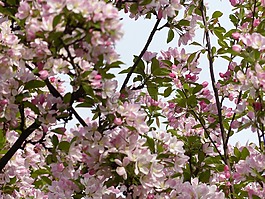 春天,芽,樹