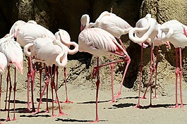 粉紅色的火烈鳥(niǎo),粉紅色的鳥(niǎo),動(dòng)物園