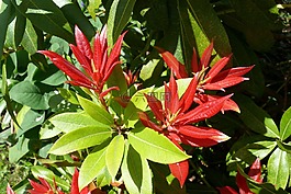 菜粉蝶,灌木,春