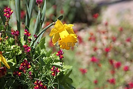 喇叭花,圣安東尼奧植物園,花