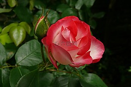 玫瑰,懷舊,紅色