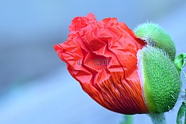 罌粟,開花,罌粟花