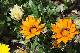 雜色菊,橙色,花