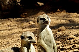 suricate,可爱,动物