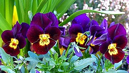 潘茜,花,開花