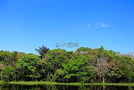 性質(zhì),樹,藍(lán)色