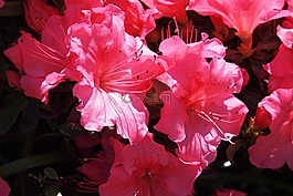 映山紅,粉紅色,花