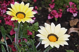 杂色菊,花,奶油