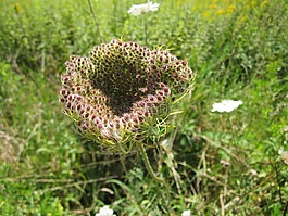 胡蘿卜,植物區(qū)系,植物學(xué)