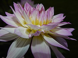 嬌琴紗,粉紅色的大麗花,開花