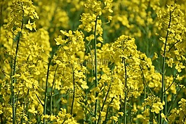 油菜,草地,字段