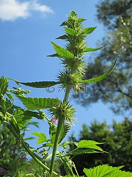 鼬瓣花 tetrahit,常見的麻針,brittlestem hempneedle