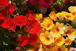 nemesia,红色,黄色