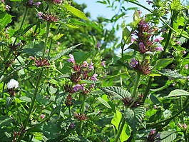 鼬瓣花 tetrahit,常見的麻針,brittlestem hempneedle
