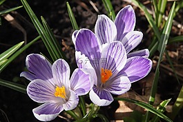 番红花,花,淡紫色和白色