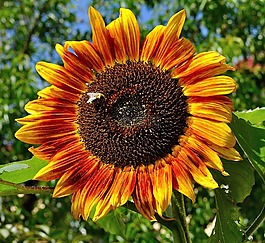 花園,夏季,太陽花