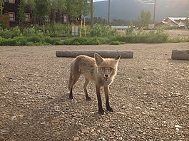 ?？怂?育空地區(qū),夏天