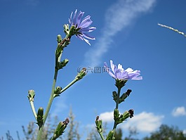菊苣,蓝黛西,蓝色蒲公英