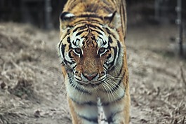 虎,動物園,猛獸
