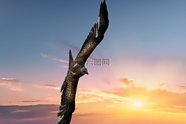 紅色的風箏,鳥,猛禽
