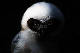 貓頭鷹,鳥,動物