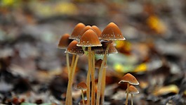 秋季,森林,蘑菇