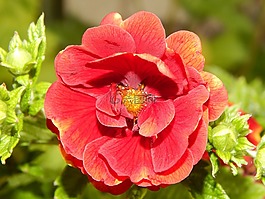 朵紅色的花,花,花園