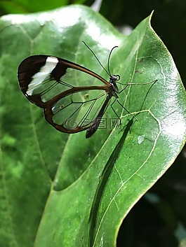 蝴蝶,自然,翼