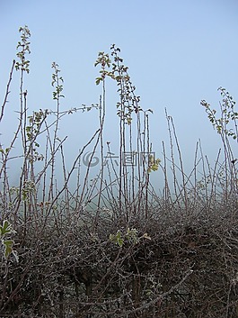 植物,露,凍結(jié)