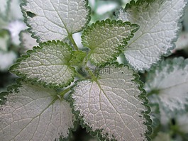 花卉,植物,花