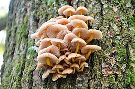 秋季,蘑菇,森林