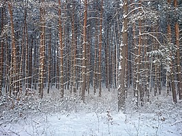 雪,森林,冬天