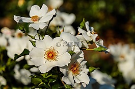 玫瑰,野生玫瑰,花