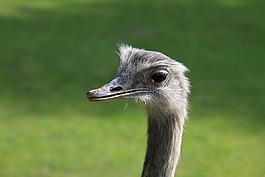 花束,動(dòng)物園,奧格斯堡