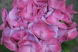 繡球,關(guān)閉,鮮花