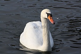 天鵝,水,鳥