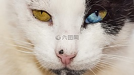 眼睛,奇怪,貓