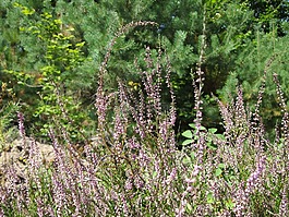 vulgaris,常见的石南花,岭