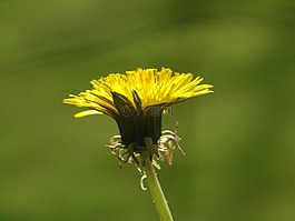 蒲公英,開花,花