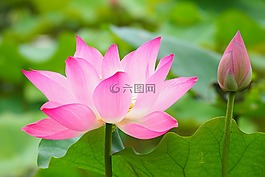 植物園,荷花,臺北市