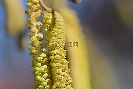 榛花,堅果,過敏