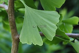 银杏,叶子,树